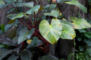 10 Melhores Plantas com Folhas em Forma de Coração