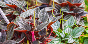 Guia completo para o cultivo de peperômias saudáveis
