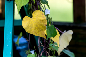 Por que as folhas das plantas ficam amarelas?