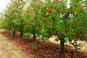 Como cultivar uma macieira a partir de sementes