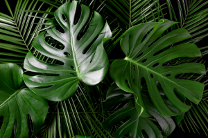 10 Melhores Plantas com Folhas em Forma de Coração