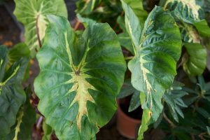 10 Melhores Plantas com Folhas em Forma de Coração