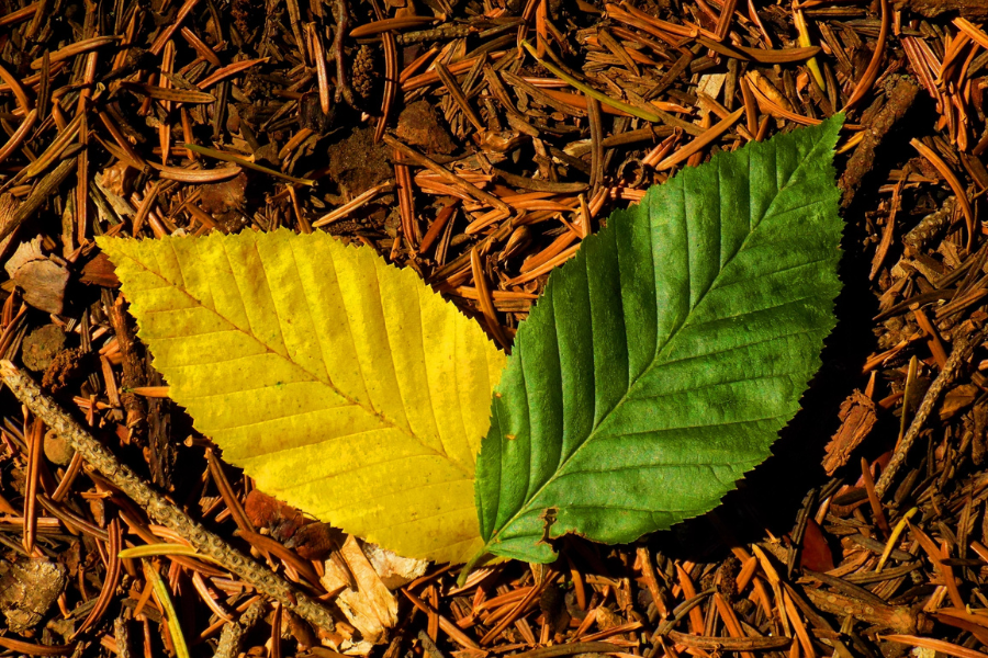 Por que as folhas das plantas ficam amarelas?