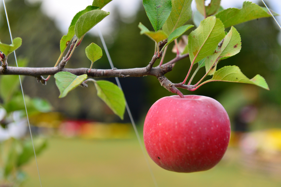 Como cultivar uma macieira a partir de sementes