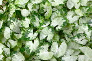 10 Melhores Plantas com Folhas em Forma de Coração