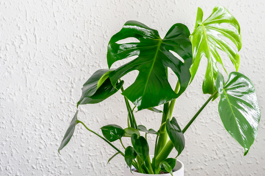 10 Melhores Plantas com Folhas em Forma de Coração