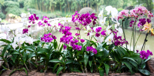 Como salvar uma orquídea moribunda?