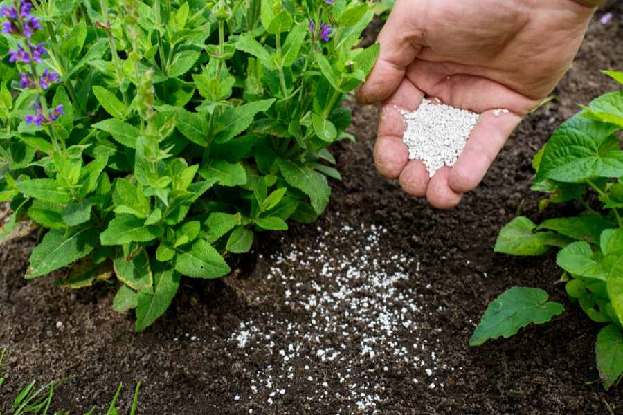 No jardim, o bicarbonato de sódio pode ser um aliado na prevenção de fungos em plantas.