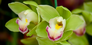 Como salvar uma orquídea moribunda?
