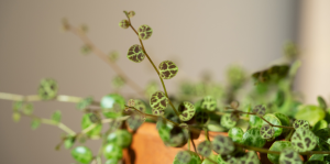 Guia completo para o cultivo de peperômias saudáveis