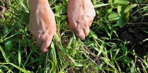 8 Melhores Fertilizantes Naturais Caseiros para o Jardim
