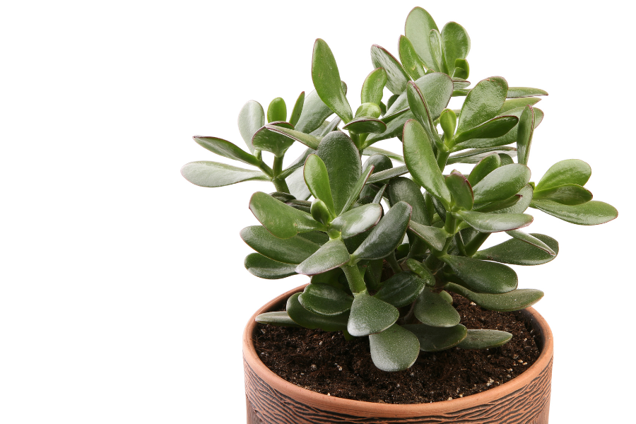 Planta Jade: Dicas de Cultivo