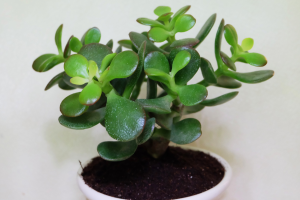 Como Plantar Planta Jade
