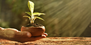 Como Plantar Abacate em Vaso?