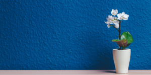 Como Cuidar de Orquídeas em Casa
