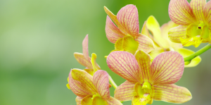 Como Cuidar de Orquídeas em Casa
