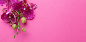 Como Cuidar de Orquídeas em Casa