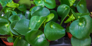 Guia completo para o cultivo de peperômias saudáveis
