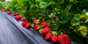 Aprenda a cultivar morango em casa
