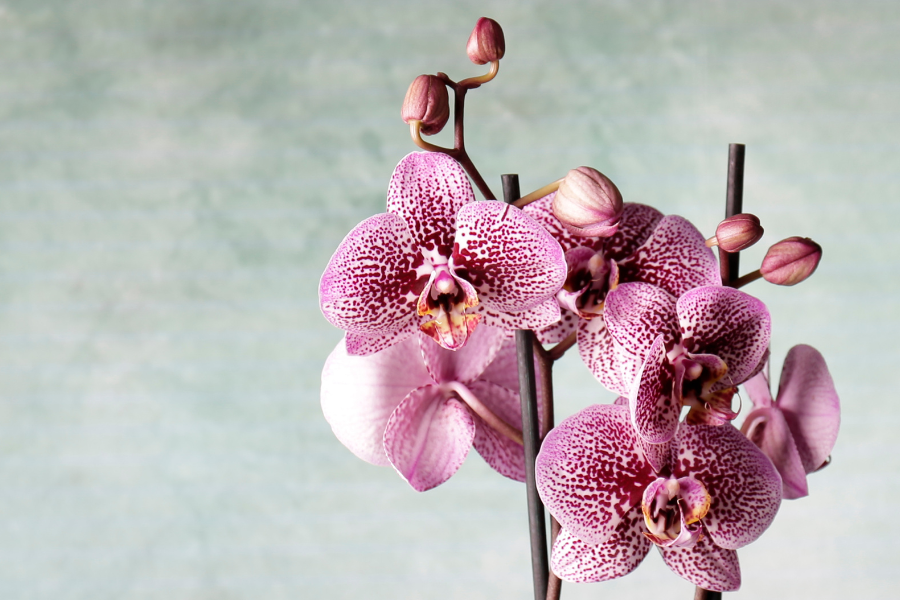 Como Cuidar de Orquídeas em Casa