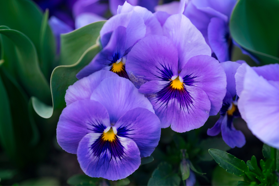 Como Cultivar Violetas