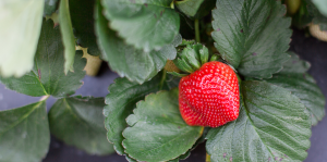 Aprenda a cultivar morango em casa