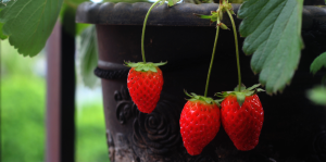 Aprenda a cultivar morango em casa