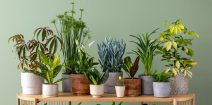 Como cuidar de suas plantas durante as férias