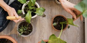 Como cuidar de suas plantas durante as férias