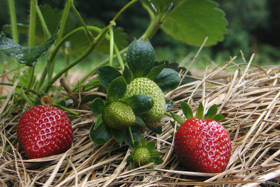 Aprenda a cultivar morango em casa