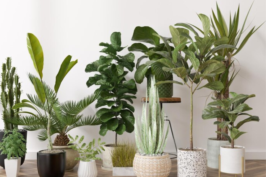 Como cuidar de suas plantas durante as férias