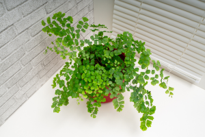 Por que a planta avenca murcha?
