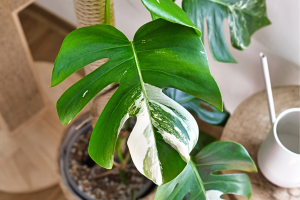 7 plantas mais caras do mundo