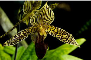 7 plantas mais caras do mundo