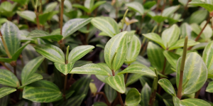Guia completo para o cultivo de peperômias saudáveis