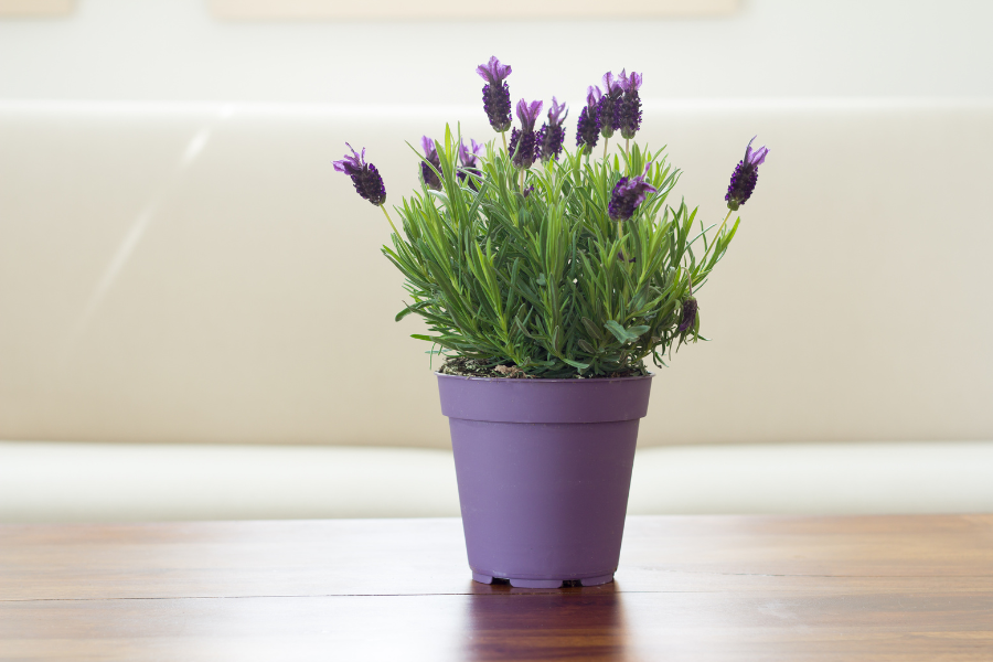 Como cuidar da lavanda e fazê-la prosperar.