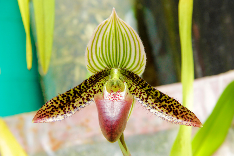 7 plantas mais caras do mundo
