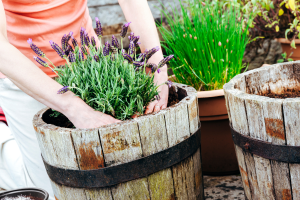 Dicas para o cultivo bem-sucedido de lavanda.