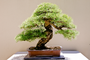 7 plantas mais caras do mundo