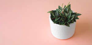 Guia completo para o cultivo de peperômias saudáveis