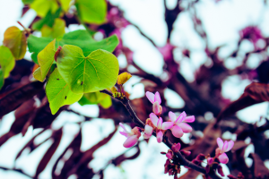 10 Melhores Plantas com Folhas em Forma de Coração