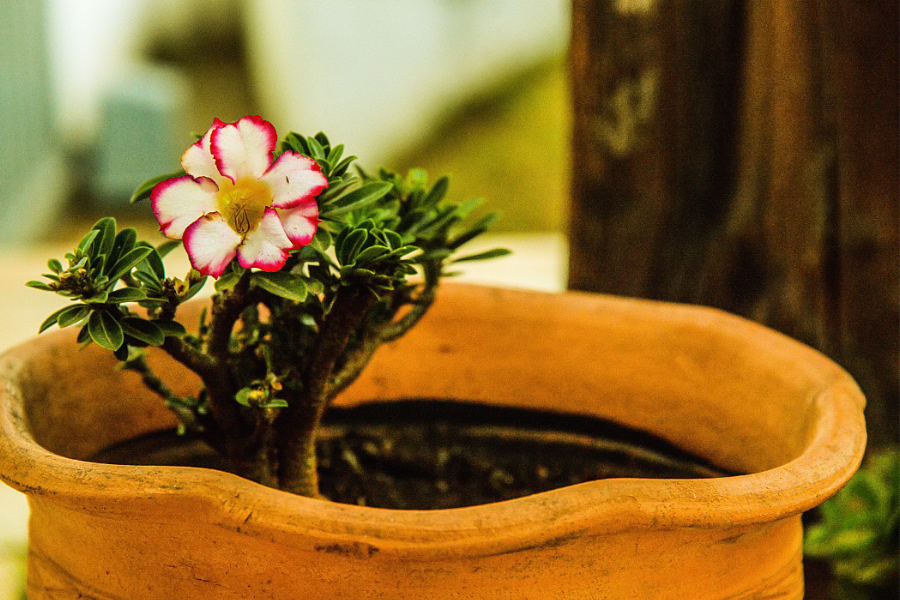 Rosa do Deserto: Aprenda a Cultivar e a Cuidar