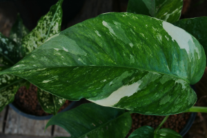 Cuidar da Jiboia Epipremnum Pinnatum