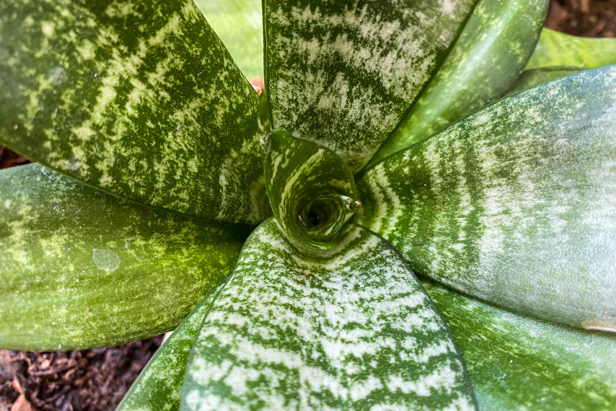 Espada-de-são-jorge: Guia de Cuidados e Cultivo