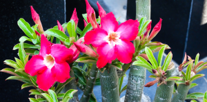 Rosa do Deserto: Aprenda a Cultivar e a Cuidar