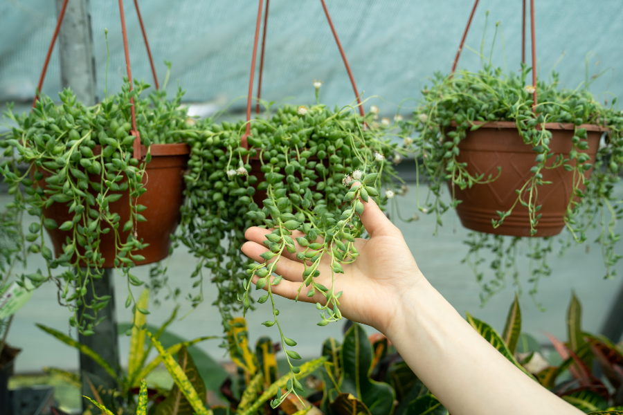 Como Cuidar da Planta Colar-de-Pérola: Tudo o que Você Precisa Saber