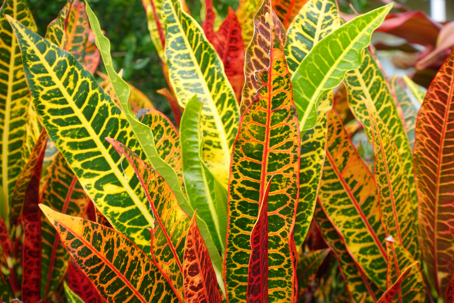 10 Plantas que Gostam de Calor