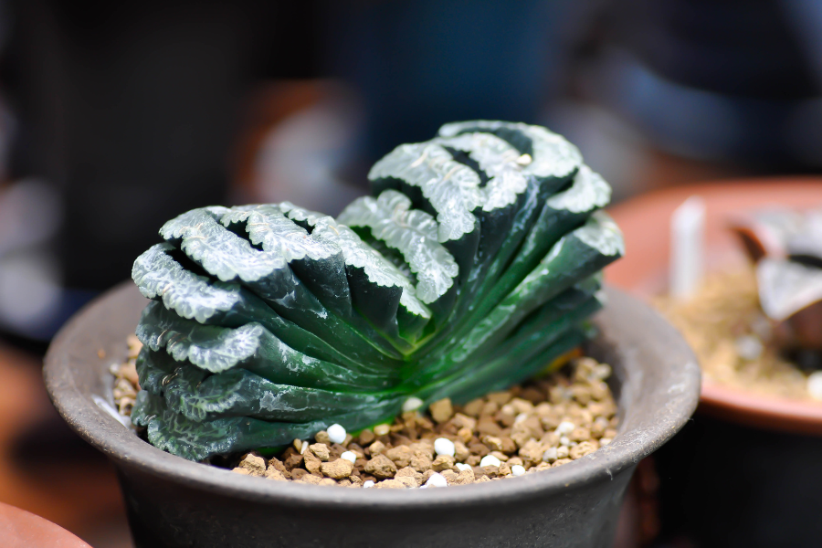 Haworthia Truncata: O Guia para Cuidar da Suculenta Dente de Cavalo