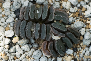 Como cuidar de uma haworthia truncata?