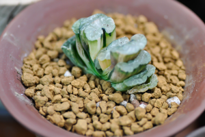 Como propagar a Haworthia truncata?